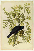 audubon american crow Art A4 Photo Print