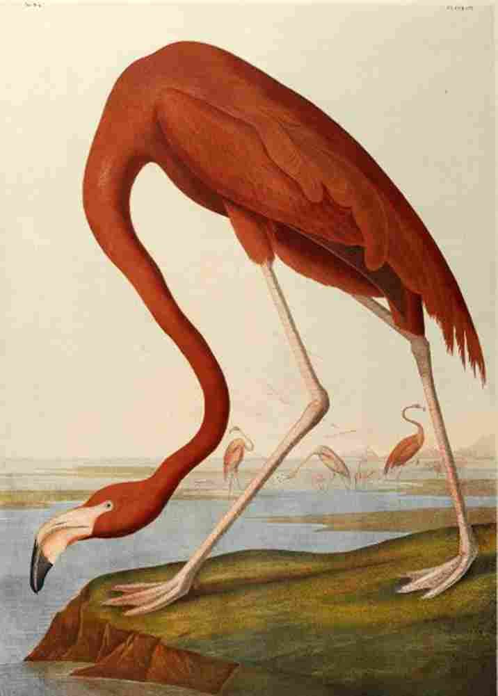 audubon american flamingo Art A4 Photo Print