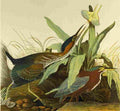 audubon green heron Art A4 Photo Print