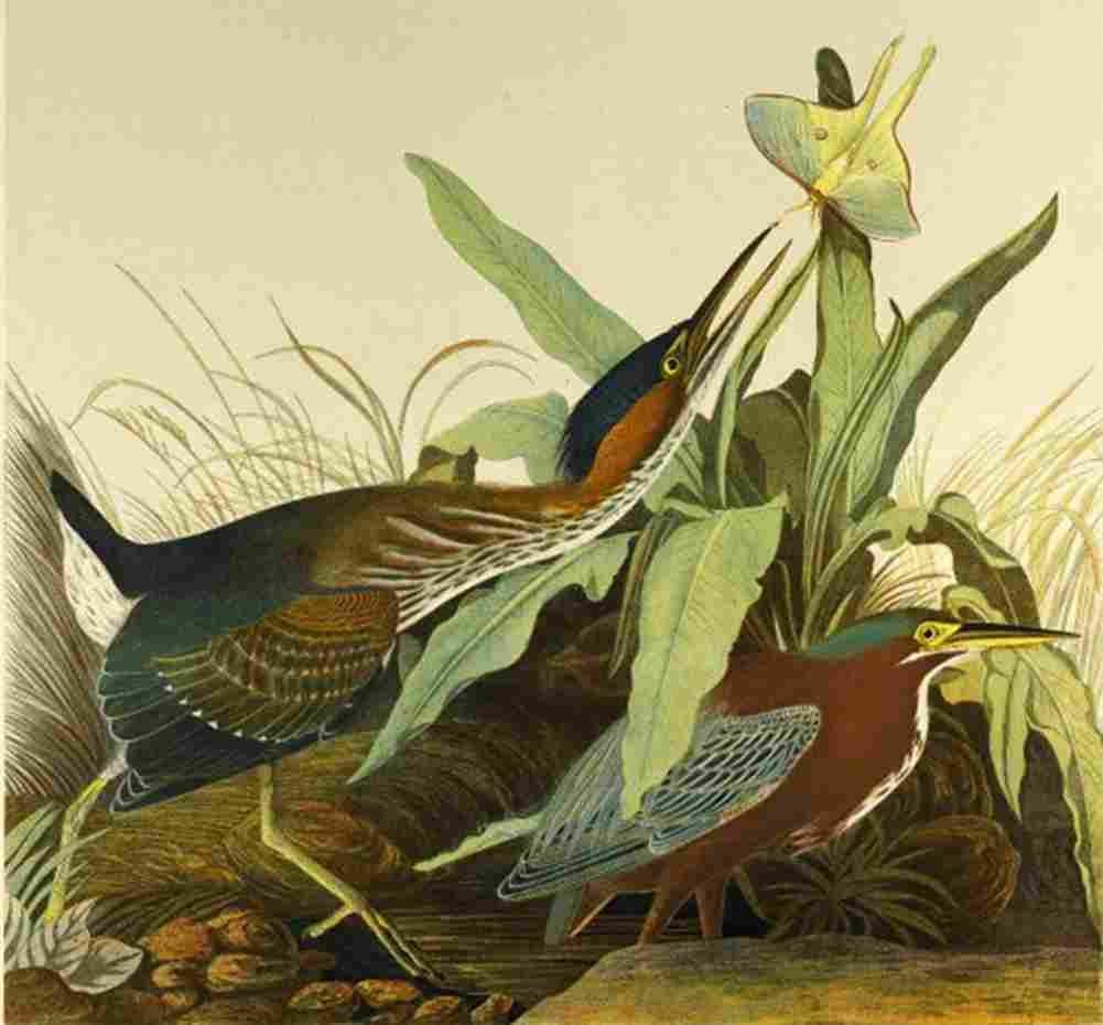 audubon green heron Art A4 Photo Print