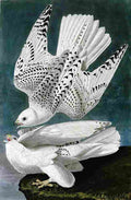audubon gyrfalcon Art A4 Photo Print