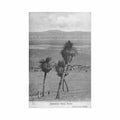 australia australian outback australian grass trees kerry co Vintage A4 Photo Print