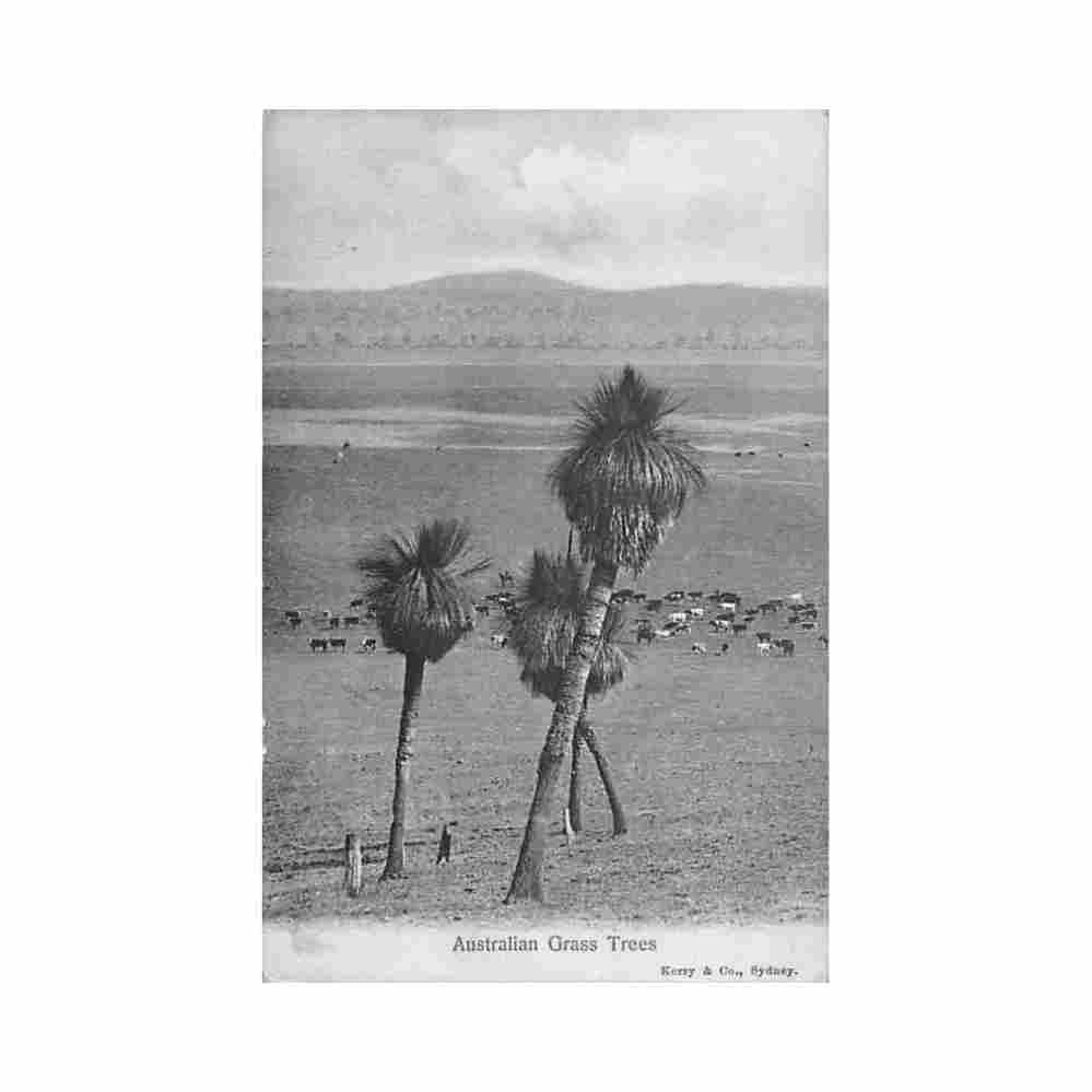 australia australian outback australian grass trees kerry co Vintage A4 Photo Print