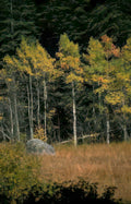 autumn aspen boulders Vintage A4 Photo Print