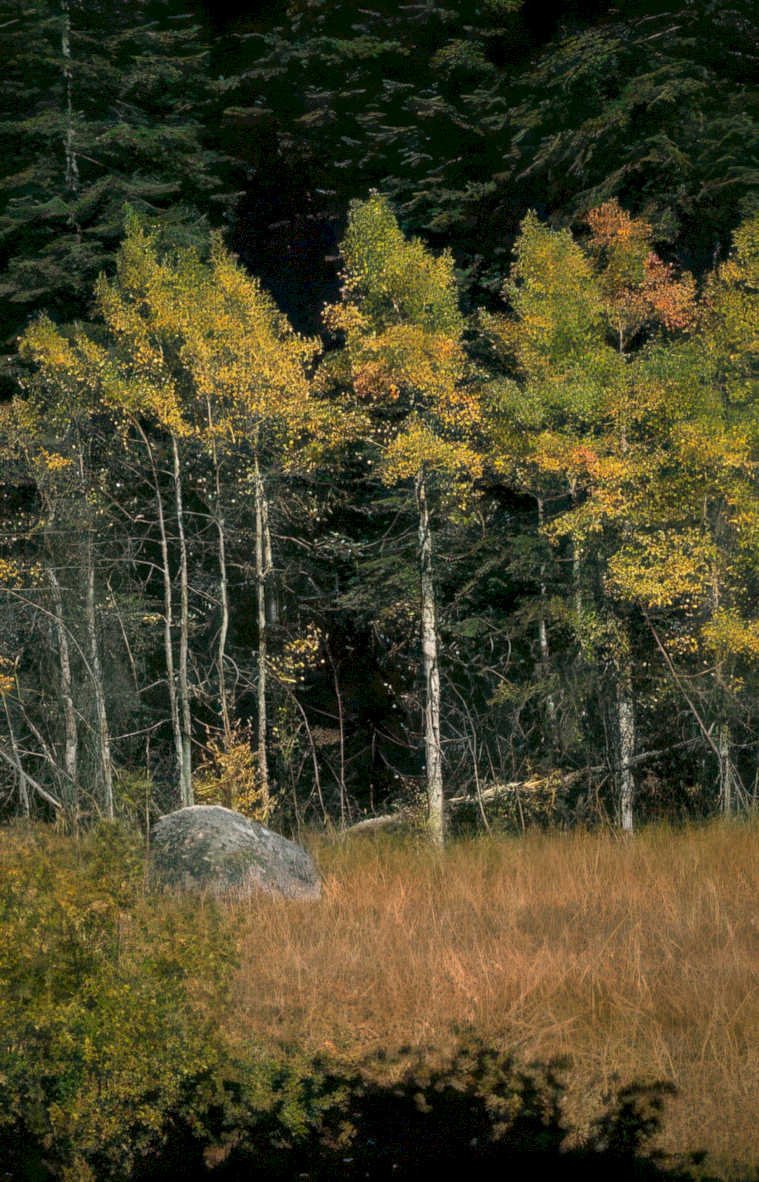 autumn aspen boulders Vintage A4 Photo Print