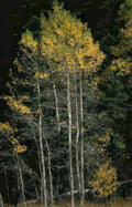 autumn aspen grove 2 Vintage A4 Photo Print