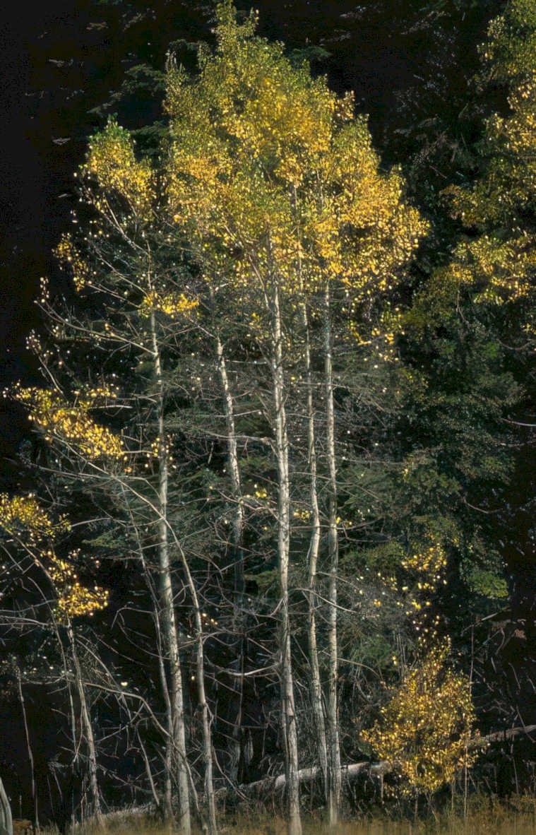 autumn aspen grove 2 Vintage A4 Photo Print