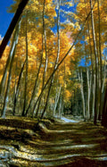autumn aspen grove 3 Vintage A4 Photo Print