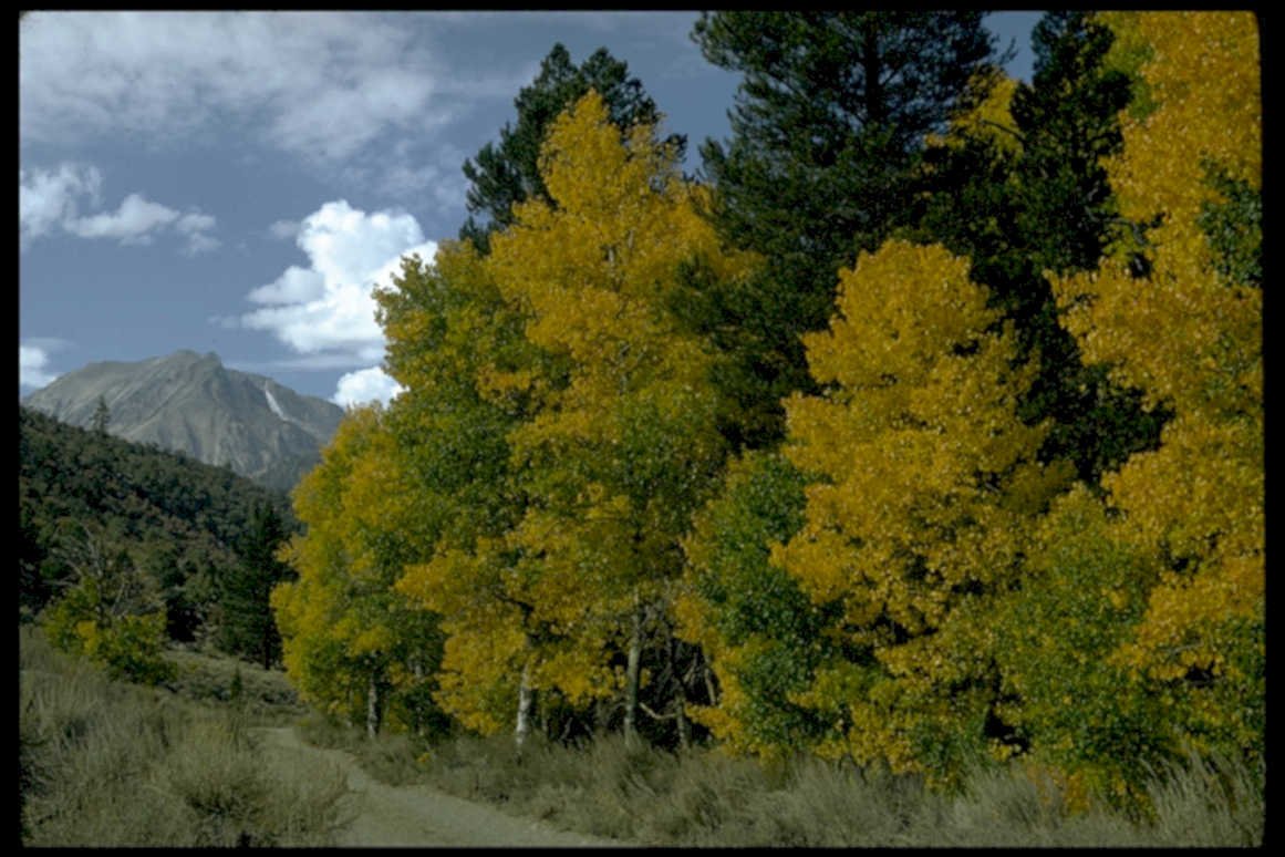 autumn aspen mountains1980s 1990s A4 Photo Print