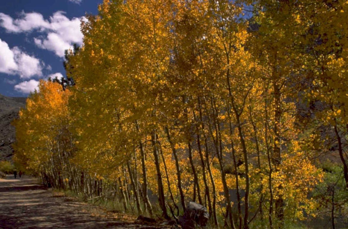 autumn aspen trees 1980s 1990s A4 Photo Print