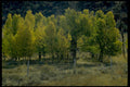 autumn aspen trees1980s 1990s A4 Photo Print