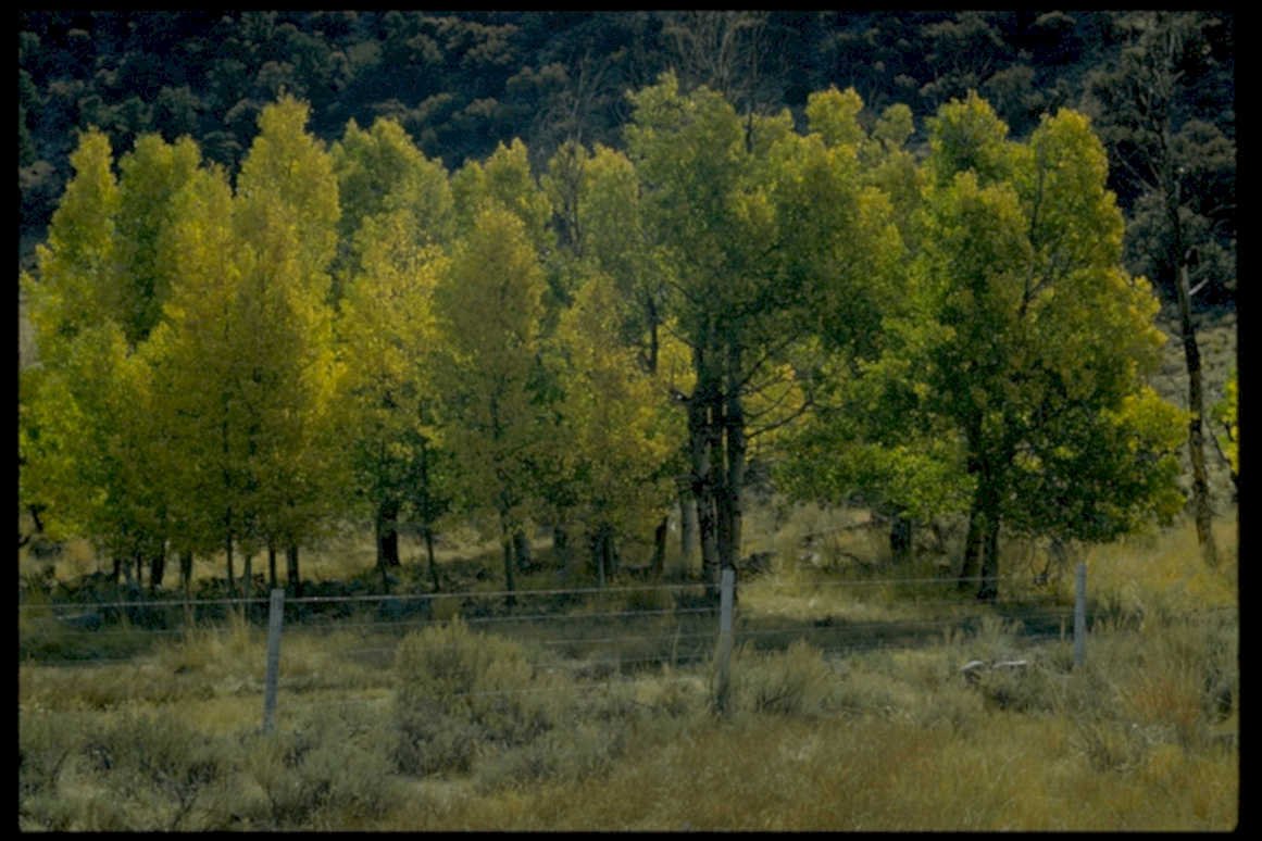 autumn aspen trees1980s 1990s A4 Photo Print
