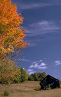 autumn barn landscape 1 1980s 1990s A4 Photo Print