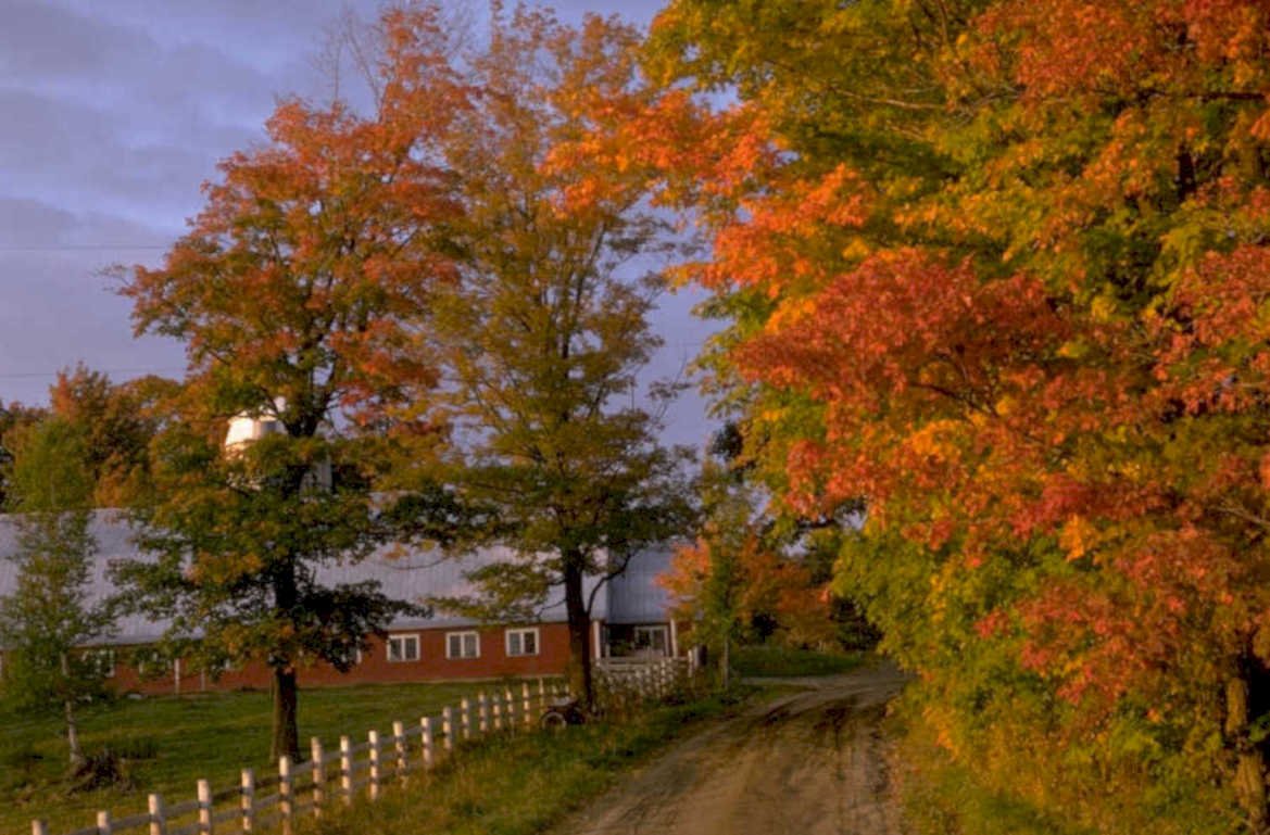 autumn barn maple 1980s 1990s A4 Photo Print