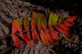 autumn branch detail 1980s 1990s A4 Photo Print