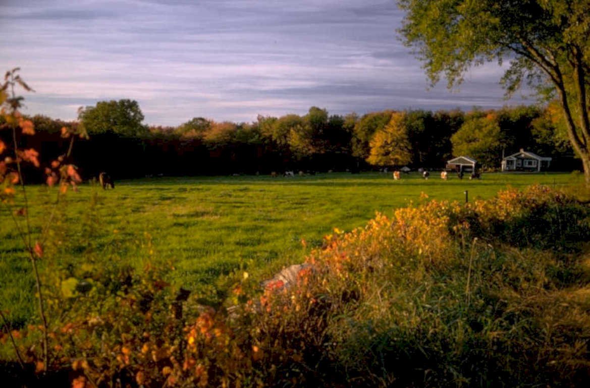 autumn farm cows 1980s 1990s A4 Photo Print