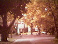 autumn foliage park1980s 1990s A4 Photo Print