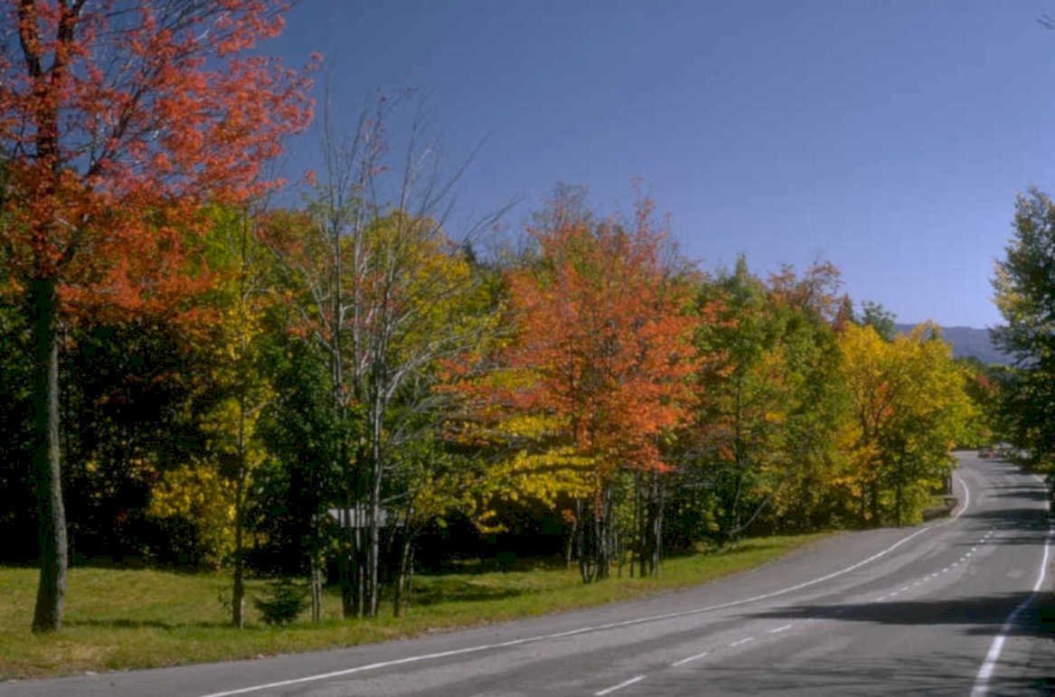 autumn foliage road 1980s 1990s A4 Photo Print