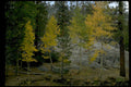 autumn forest aspen1980s 1990s A4 Photo Print