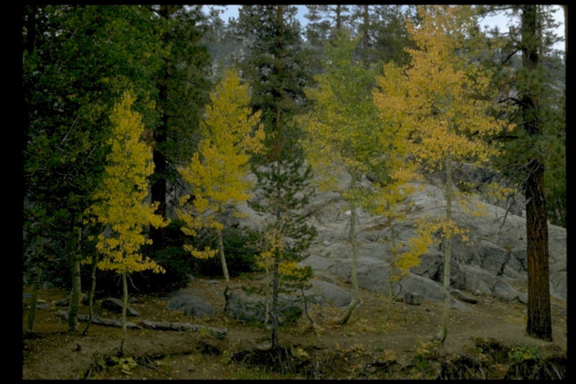 autumn forest aspen1980s 1990s A4 Photo Print