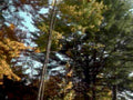 autumn forest canopy 31980s 1990s A4 Photo Print
