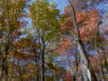 autumn forest canopy 41980s 1990s A4 Photo Print