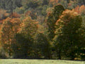 autumn forest fall 11980s 1990s A4 Photo Print
