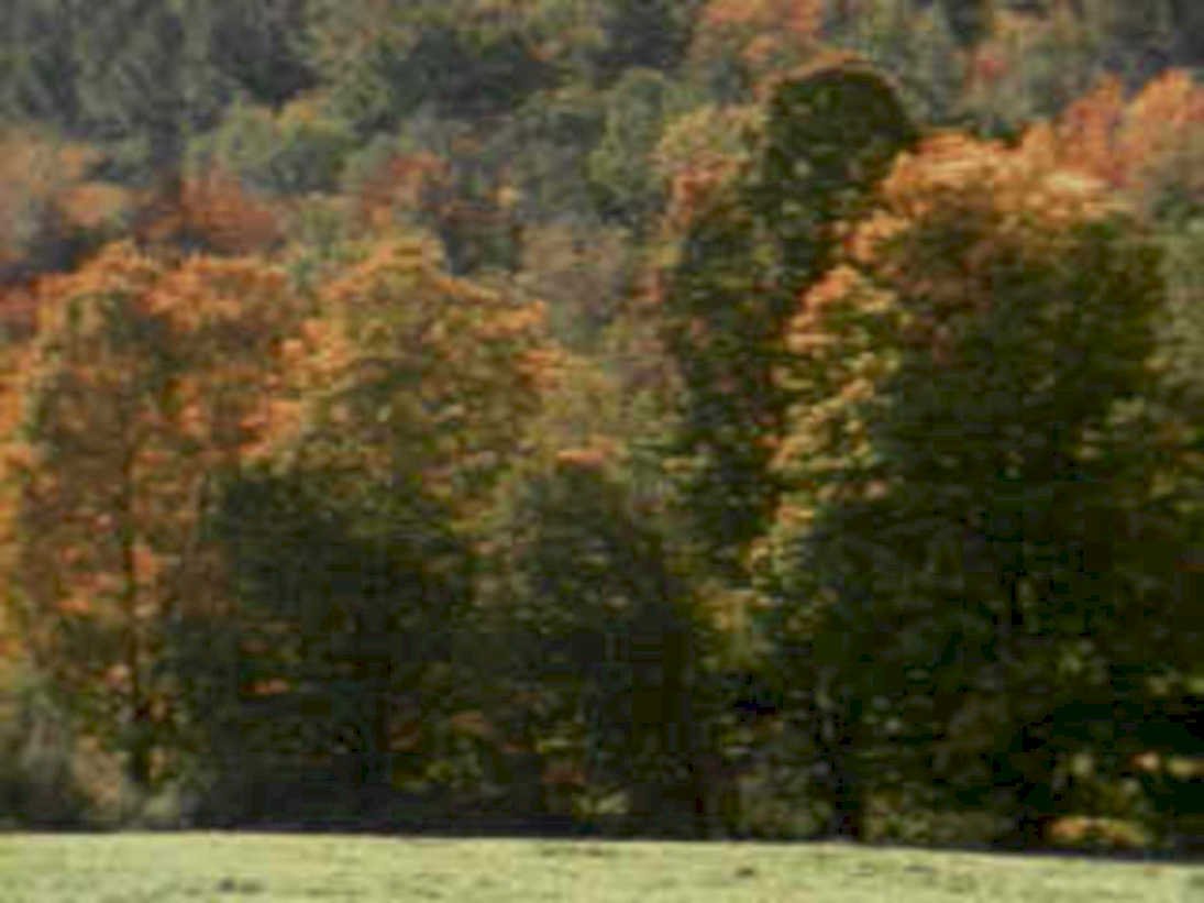 autumn forest fall 11980s 1990s A4 Photo Print