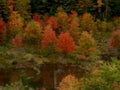 autumn forest fall 31980s 1990s A4 Photo Print