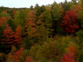 autumn forest fall 41980s 1990s A4 Photo Print
