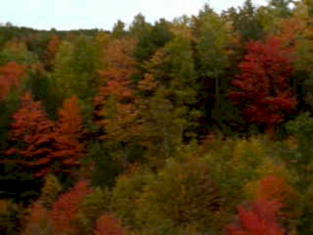 autumn forest fall 41980s 1990s A4 Photo Print