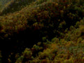 autumn forest highaltitude1980s 1990s A4 Photo Print