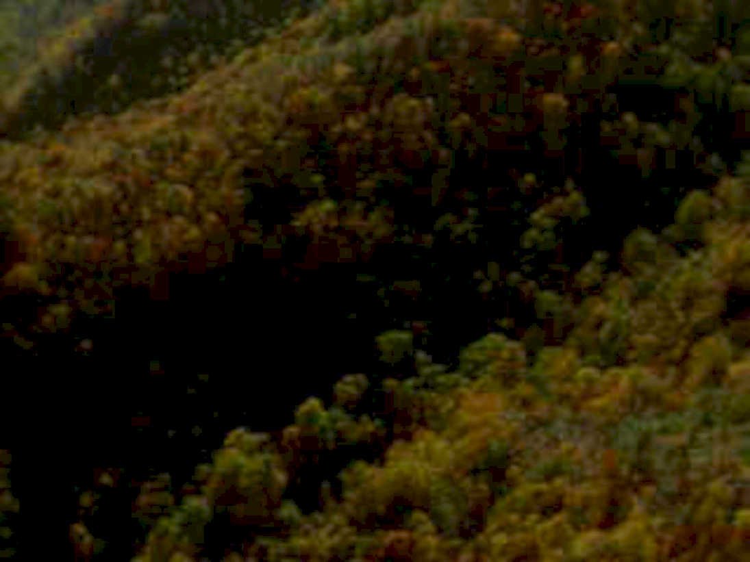 autumn forest highaltitude1980s 1990s A4 Photo Print