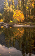 autumn forest lake 1980s 1990s A4 Photo Print 43