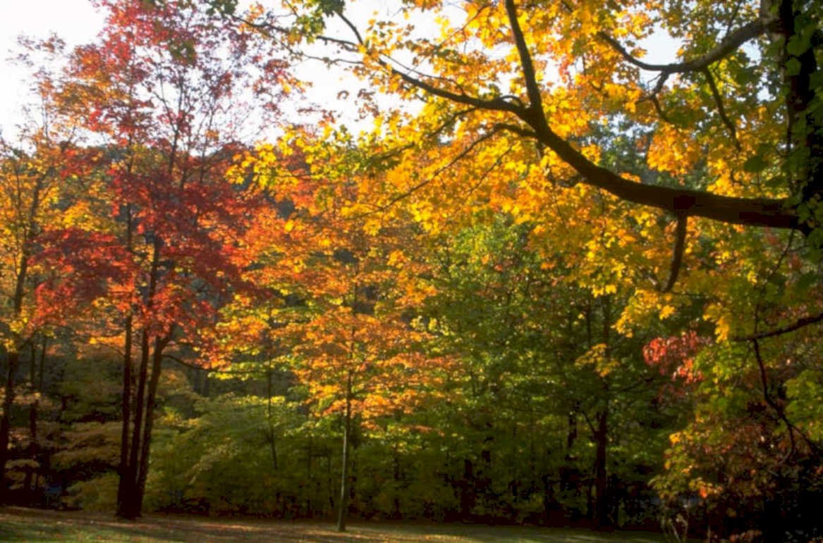 autumn forest leaves 1 1980s 1990s A4 Photo Print