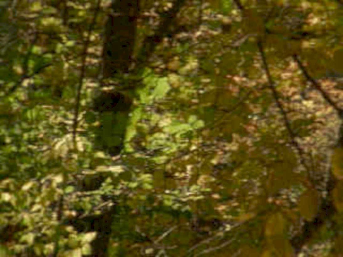 autumn forest leaves 11980s 1990s A4 Photo Print