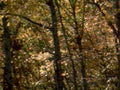 autumn forest leaves 21980s 1990s A4 Photo Print