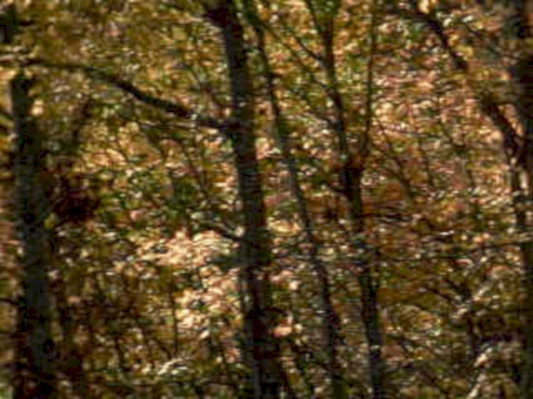 autumn forest leaves 21980s 1990s A4 Photo Print