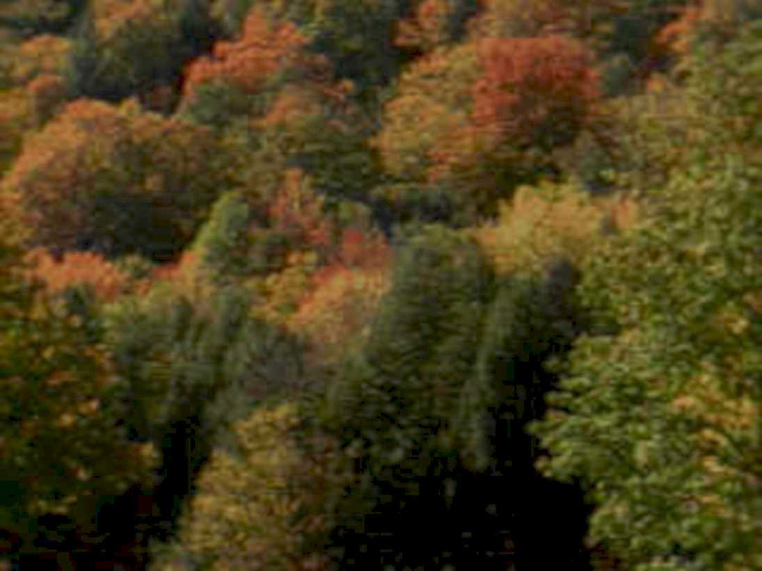autumn forest maple 11980s 1990s A4 Photo Print