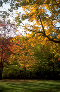 autumn forest maple 1980s 1990s A4 Photo Print
