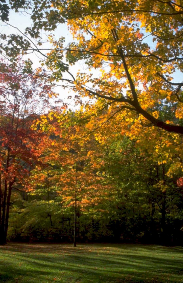 autumn forest maple 1980s 1990s A4 Photo Print