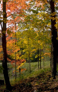 autumn forest maple 2 1980s 1990s A4 Photo Print