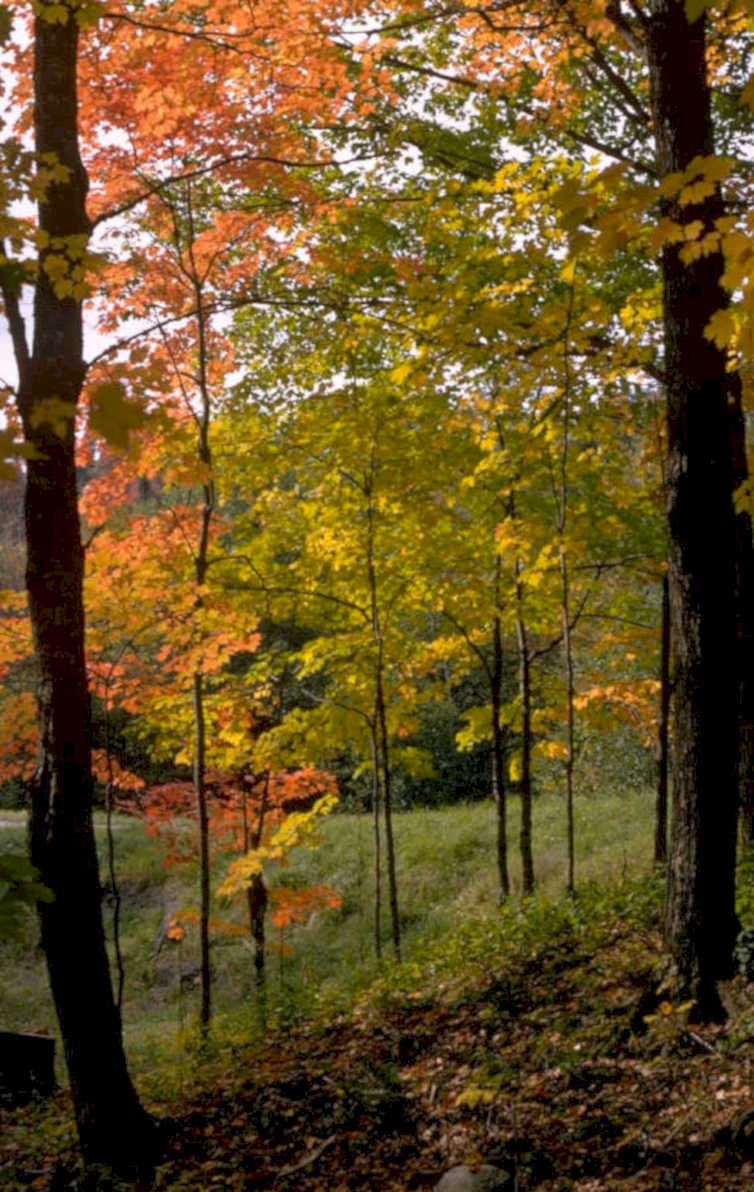 autumn forest maple 2 1980s 1990s A4 Photo Print