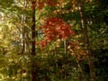 autumn forest maple 21980s 1990s A4 Photo Print
