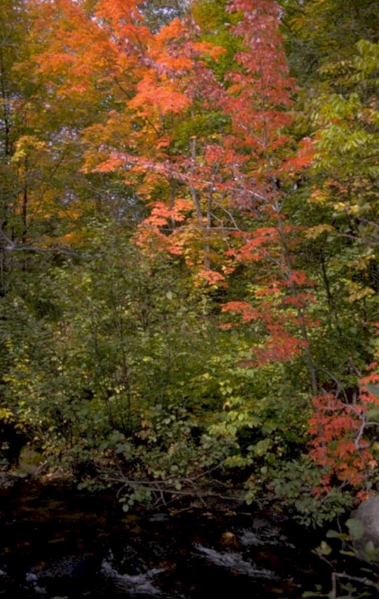 autumn forest maple 4 1980s 1990s A4 Photo Print