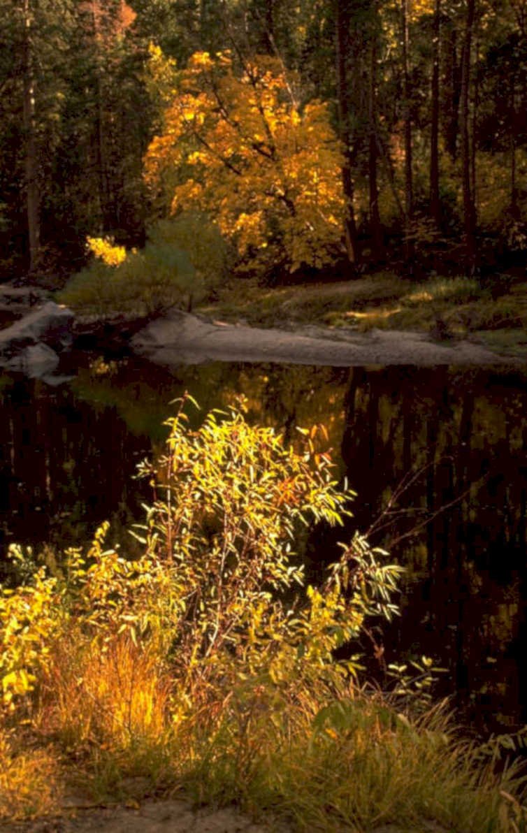 autumn forest pond 1980s 1990s A4 Photo Print