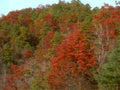 autumn forest redmaple1980s 1990s A4 Photo Print