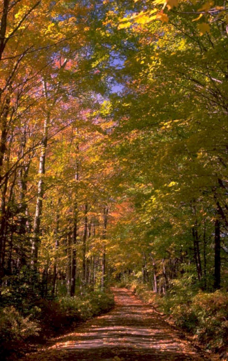 autumn forest road 1 1980s 1990s A4 Photo Print
