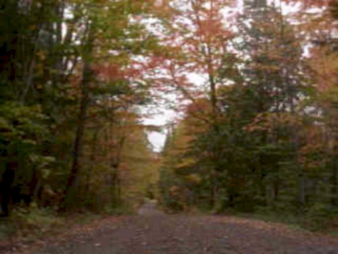 autumn forest road 11980s 1990s A4 Photo Print