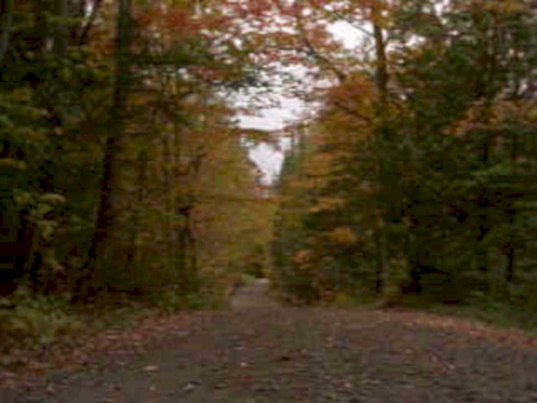 autumn forest road 21980s 1990s A4 Photo Print